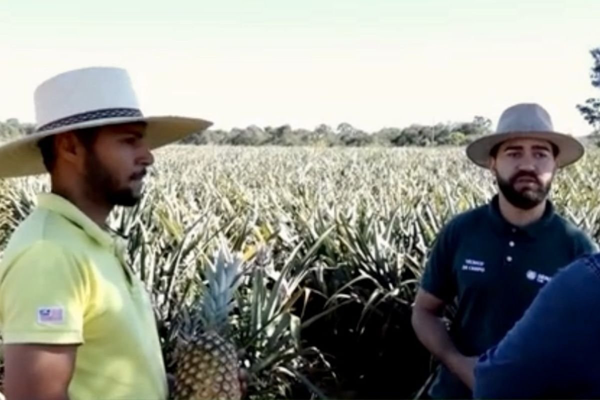 Sucesso de jovem produtor de abacaxi em Jaraguá inspira pai a voltar para o campo com apoio do Senar Goiás
