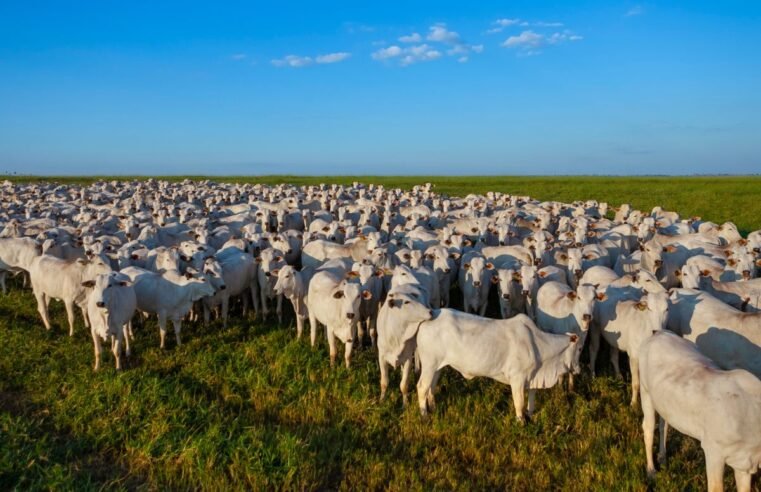 Rebanho bovino de Goiás chega a 22,8 milhões de cabeças no primeiro semestre de 2025