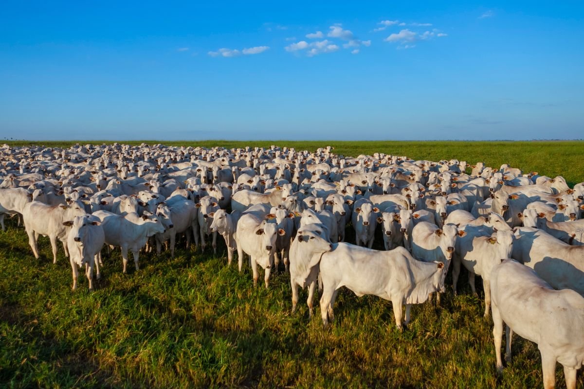 Rebanho bovino de Goiás chega a 22,8 milhões de cabeças no primeiro semestre de 2025