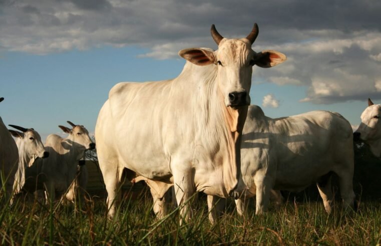 MAPA estabelece novas regras de bem-estar animal no transporte de gado
