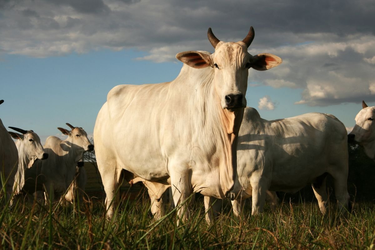 MAPA estabelece novas regras de bem-estar animal no transporte de gado