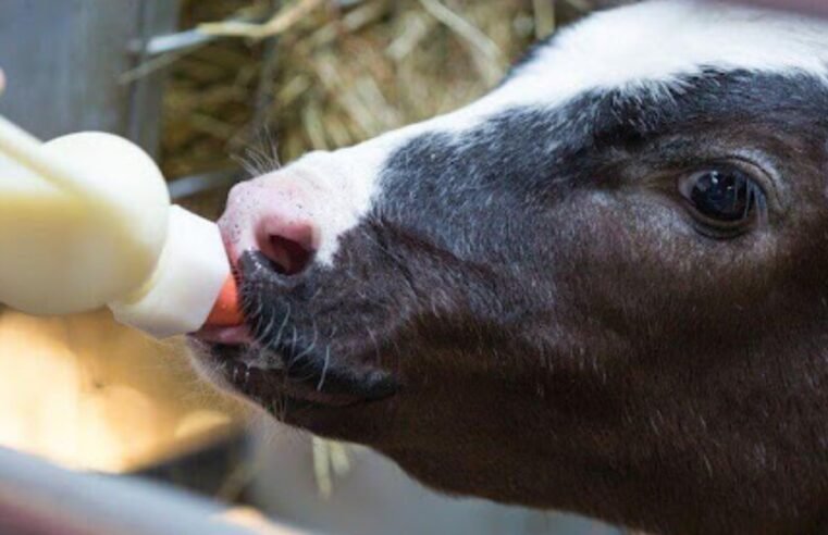 Câmara aprova urgência para projeto que criminaliza exercício ilegal da Medicina Veterinária