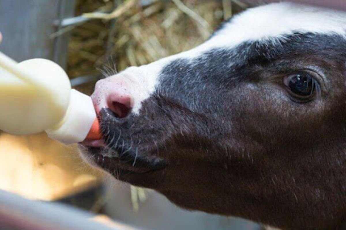 Câmara aprova urgência para projeto que criminaliza exercício ilegal da Medicina Veterinária