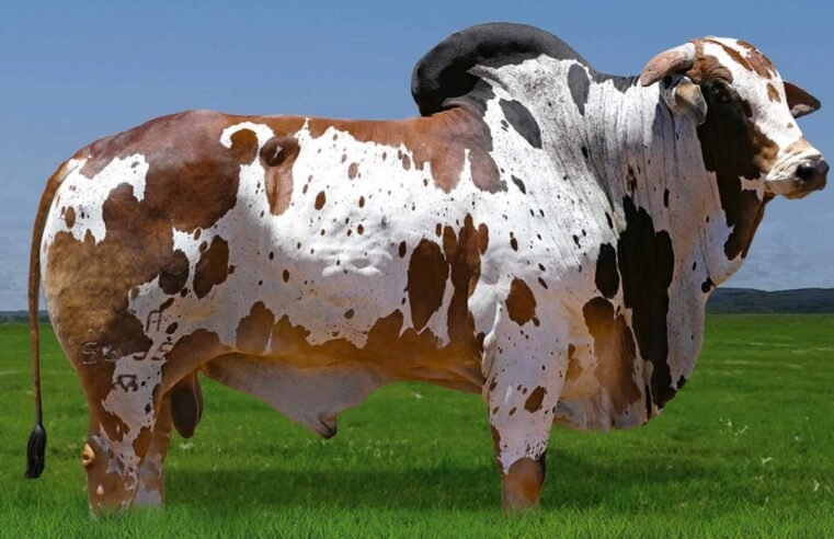 De origem curiosa ao temperamento dócil: raça Nelore Pintado se destaca pela beleza, rusticidade e valorização genética