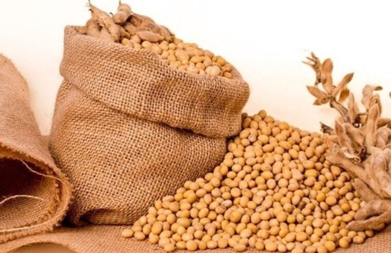 Acordo para exportação do sorgo brasileiro abre nova fronteira de mercado e fortalece agro nacional