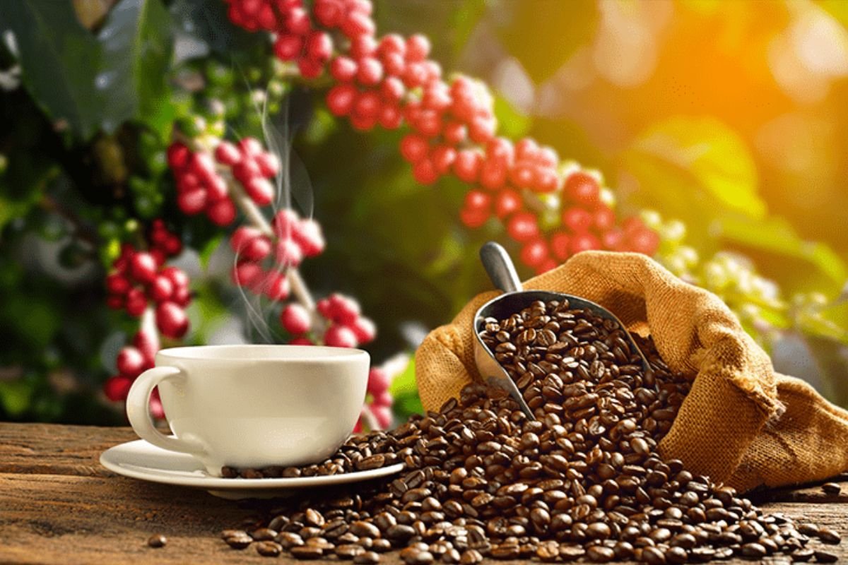 China autoriza 183 novas empresas brasileiras a exportar café e amplia oportunidades para o setor