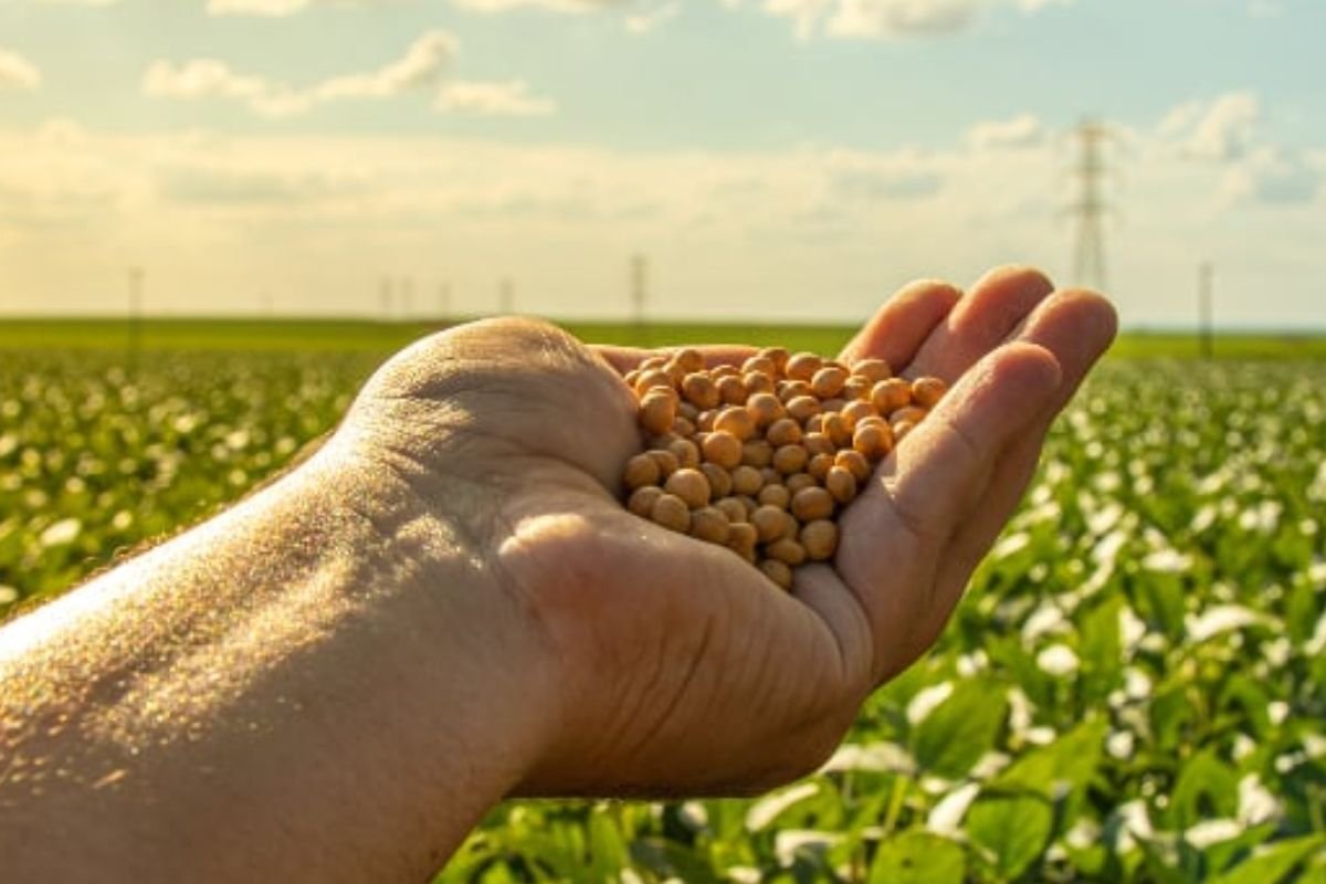 Cotação agropecuária em Jataí: preços da soja, milho, sorgo, cana e pecuária em 05/08