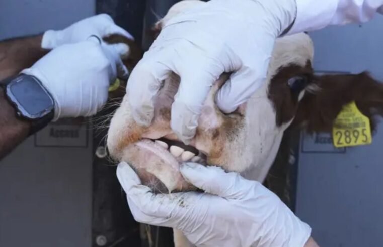 Avanço da bicheira-do-Novo Mundo agrava cenário já pressionado por crise sanitária e tensões comerciais