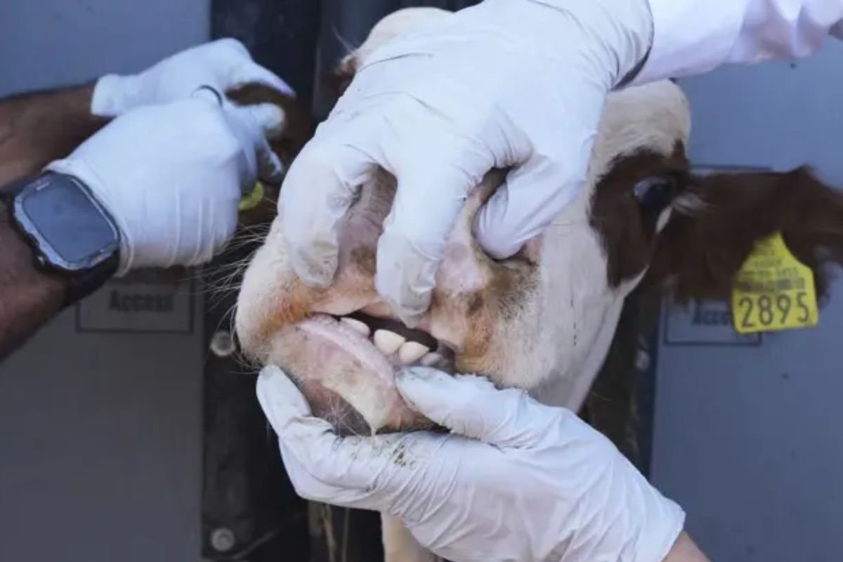 Avanço da bicheira-do-Novo Mundo agrava cenário já pressionado por crise sanitária e tensões comerciais