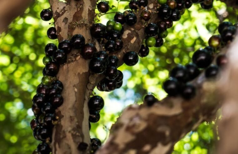 Fazenda Jabuticabal abre safra para visitação neste sábado (16)