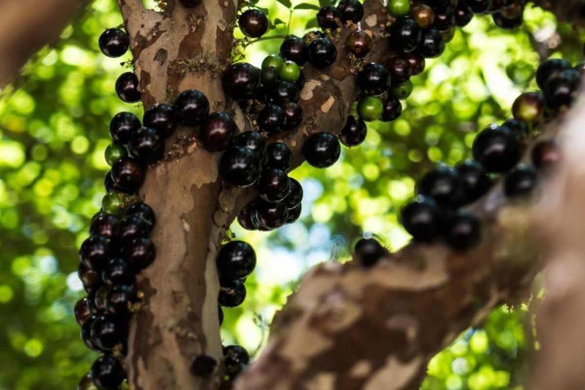 Fazenda Jabuticabal abre safra para visitação neste sábado (16)