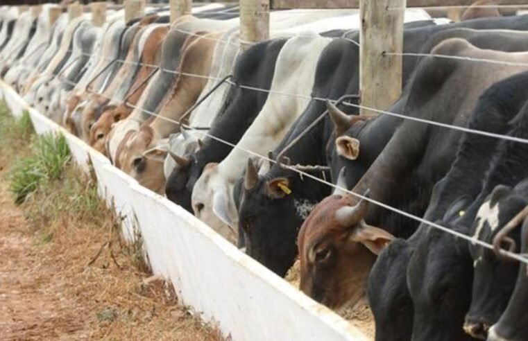 Cinco bovinos morrem por raiva em municípios de Goiás, confirma Agrodefesa