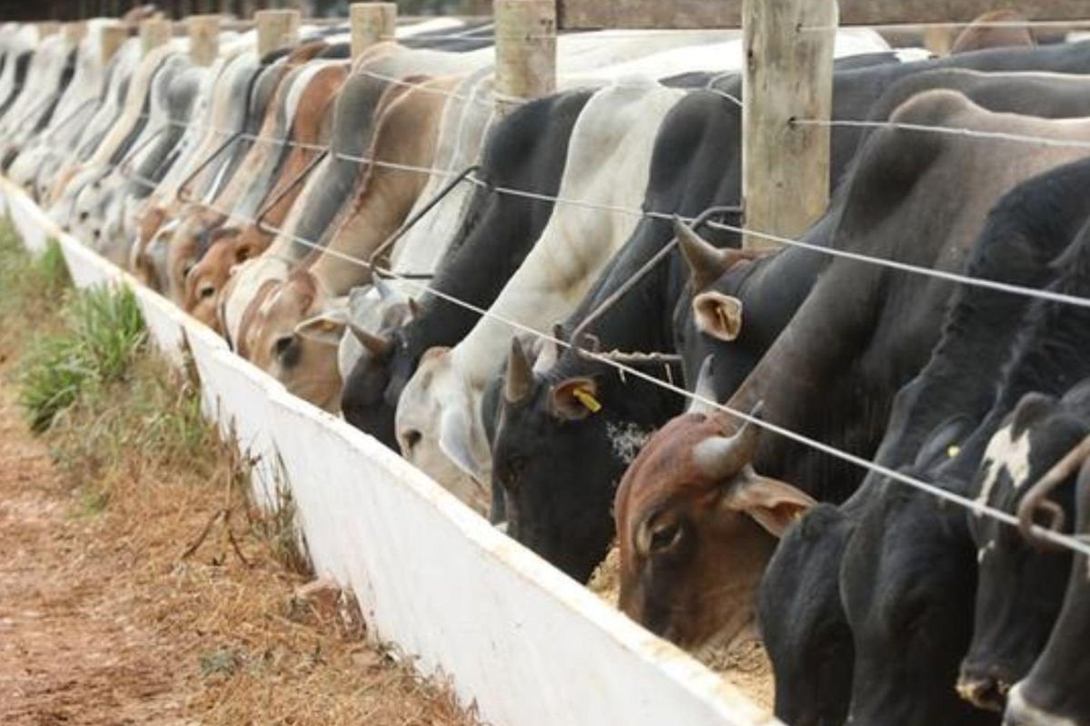 Cinco bovinos morrem por raiva em municípios de Goiás, confirma Agrodefesa