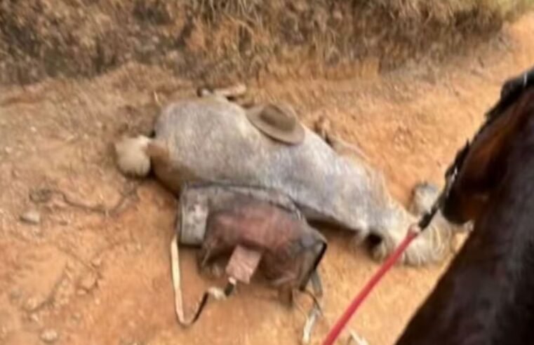 Polícia investiga caso de cavalo mutilado com facão em Bananal, SP