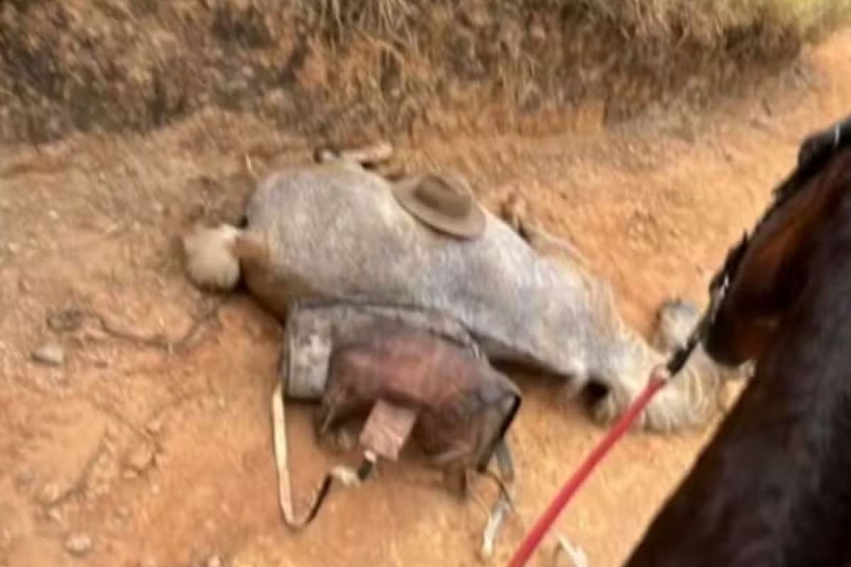 Polícia investiga caso de cavalo mutilado com facão em Bananal, SP