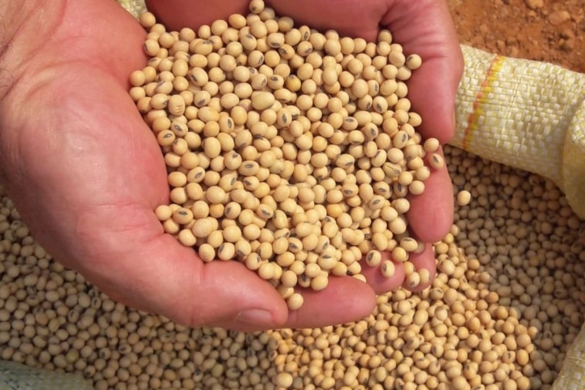 Cade abre processo contra Moratória da Soja por suspeita de cartel na exportação