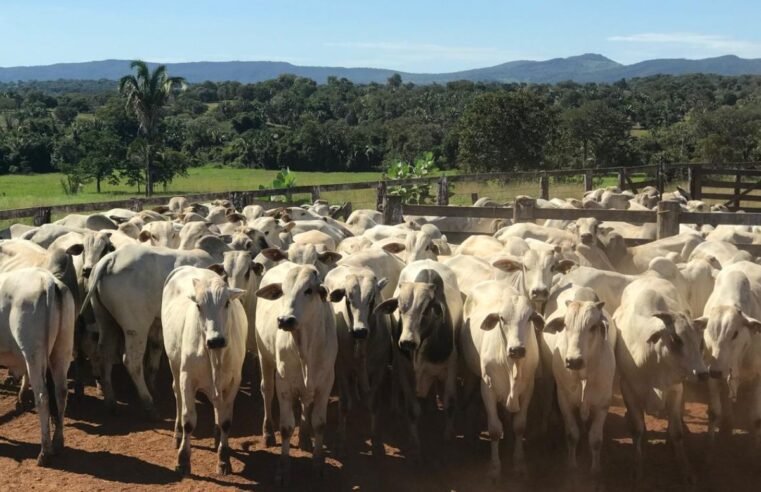 Rebanho bovino goiano ultrapassa 22,8 milhões de cabeças no 1º semestre de 2025