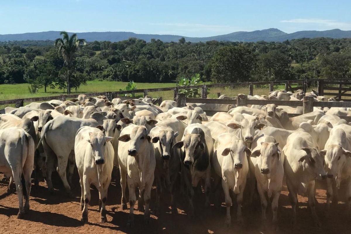 Rebanho bovino goiano ultrapassa 22,8 milhões de cabeças no 1º semestre de 2025