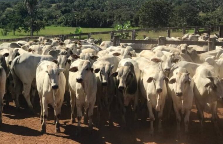 Suspensão de dois lotes da vacina Excell 10 é determinada após suspeita de reações fatais em animais