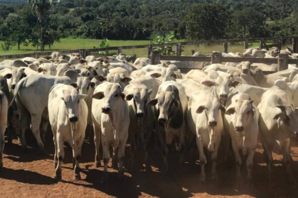 Suspensão de dois lotes da vacina Excell 10 é determinada após suspeita de reações fatais em animais