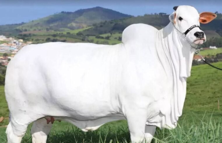 Bezerra descendente da segunda vaca mais cara do mundo é destaque em leilão em Brasília