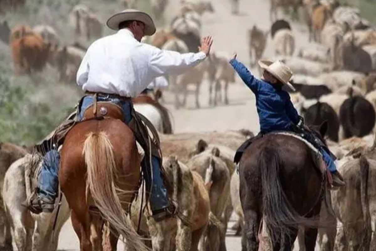 Mercado do boi gordo registra embarques históricos em agosto e deve seguir firme em setembro