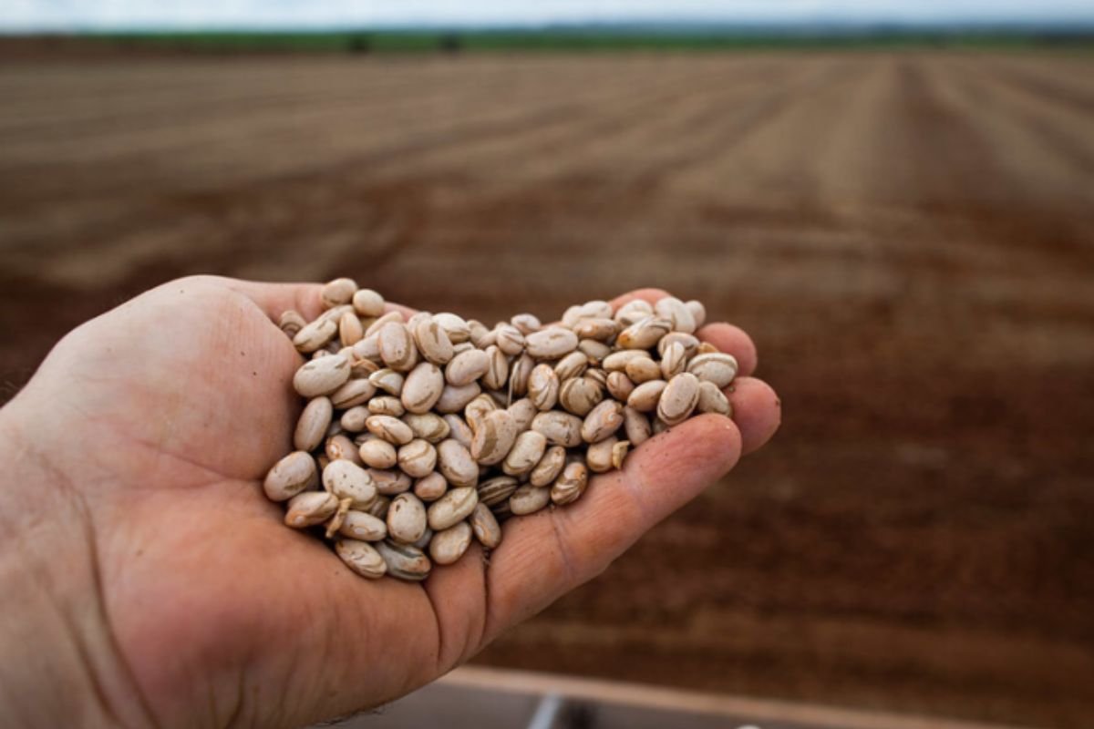 Mercado de feijão segue firme e preços atingem os maiores níveis desde abril