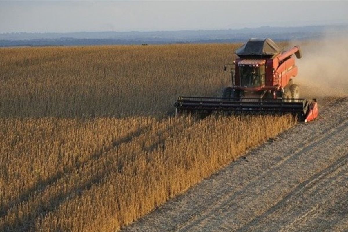 Com área ampliada, produção de soja deve alcançar 177,6 milhões de toneladas, projeta Conab