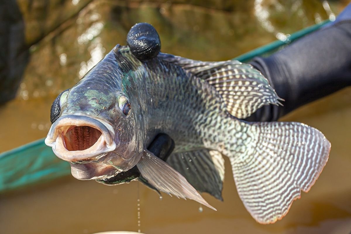 Sistema de bioflocos torna produção de tilápia mais sustentável e econômica em uso de água