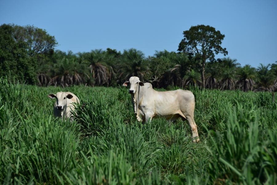 A importância de uma boa forrageira para a sustentabilidade da pecuária brasileira
