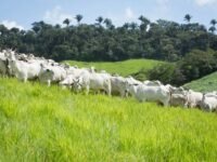 Boi gordo em pasto com alta nos preços impulsionada por exportações recordes e queda nos abates no Brasil