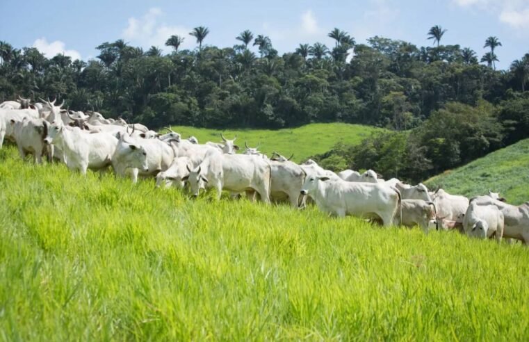 Boi gordo em pasto com alta nos preços impulsionada por exportações recordes e queda nos abates no Brasil