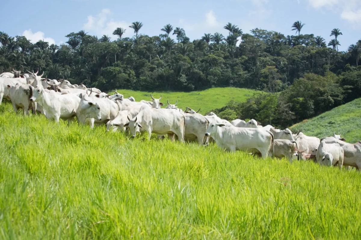 Alta do boi deve continuar com exportações fortes e queda nos abates, aponta Rabobank