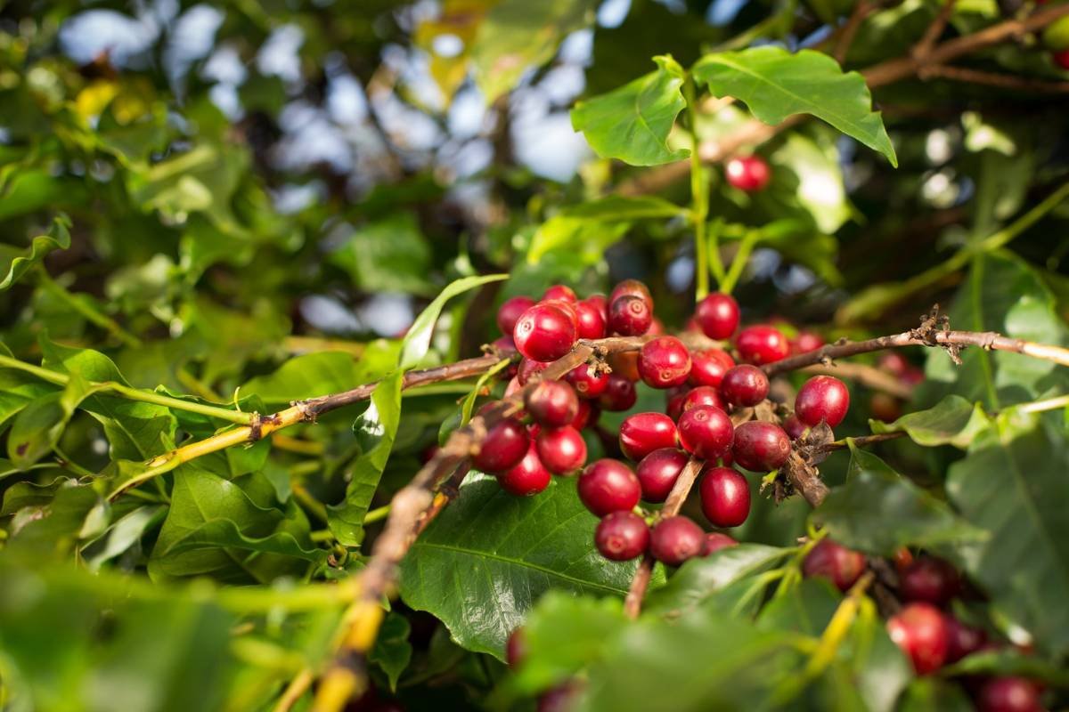 Café em Goiás deve movimentar R$ 827,9 milhões em 2026 e atingir novo recorde histórico