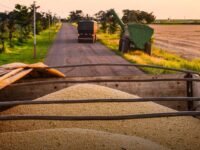 Soja brasileira destinada à exportação para a China enfrenta controles fitossanitários mais rígidos