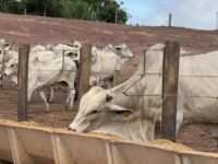 Milho floculado utilizado na alimentação de bovinos em confinamento para aumentar eficiência nutricional