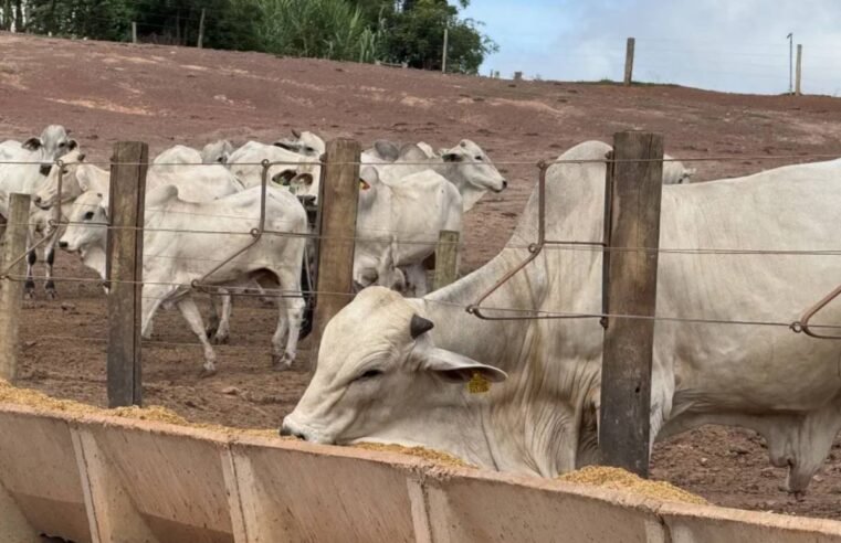 Milho floculado utilizado na alimentação de bovinos em confinamento para aumentar eficiência nutricional