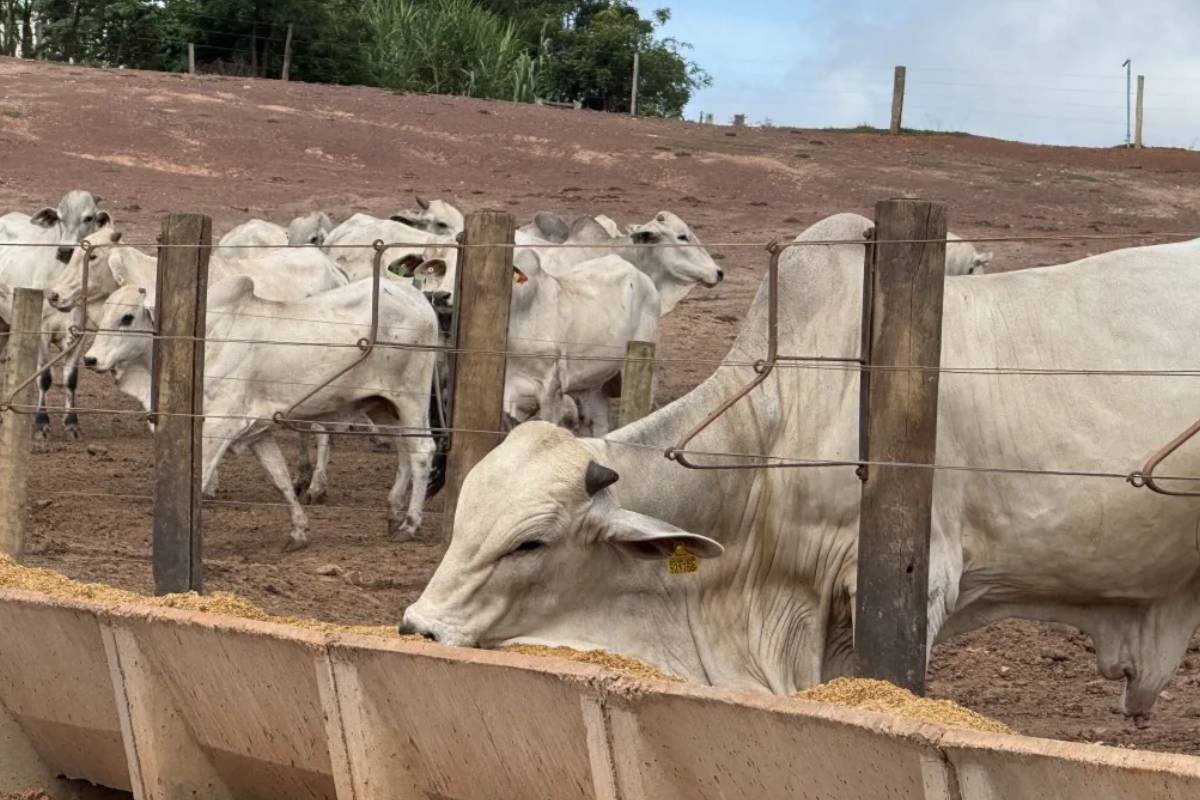 Milho floculado avança na pecuária brasileira e aumenta eficiência na nutrição de bovinos