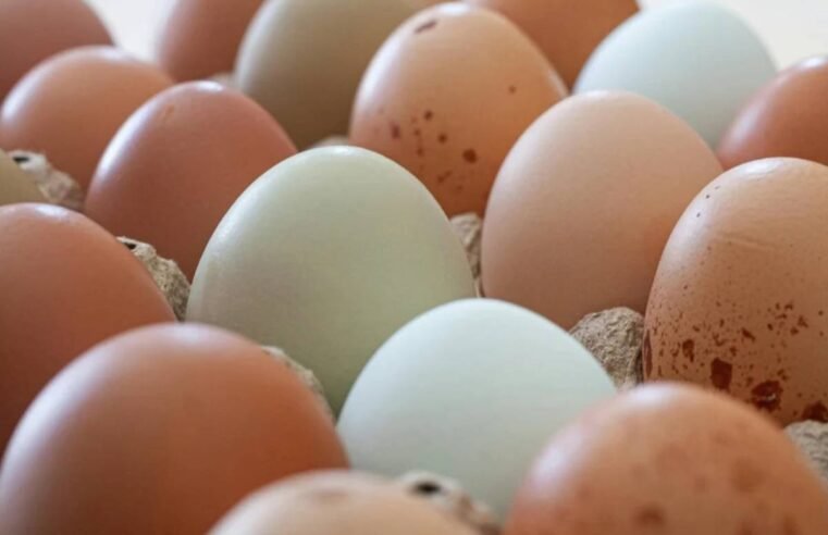 Aumento no preço de ovos, frango e carne no Brasil devido à guerra entre EUA e Irã