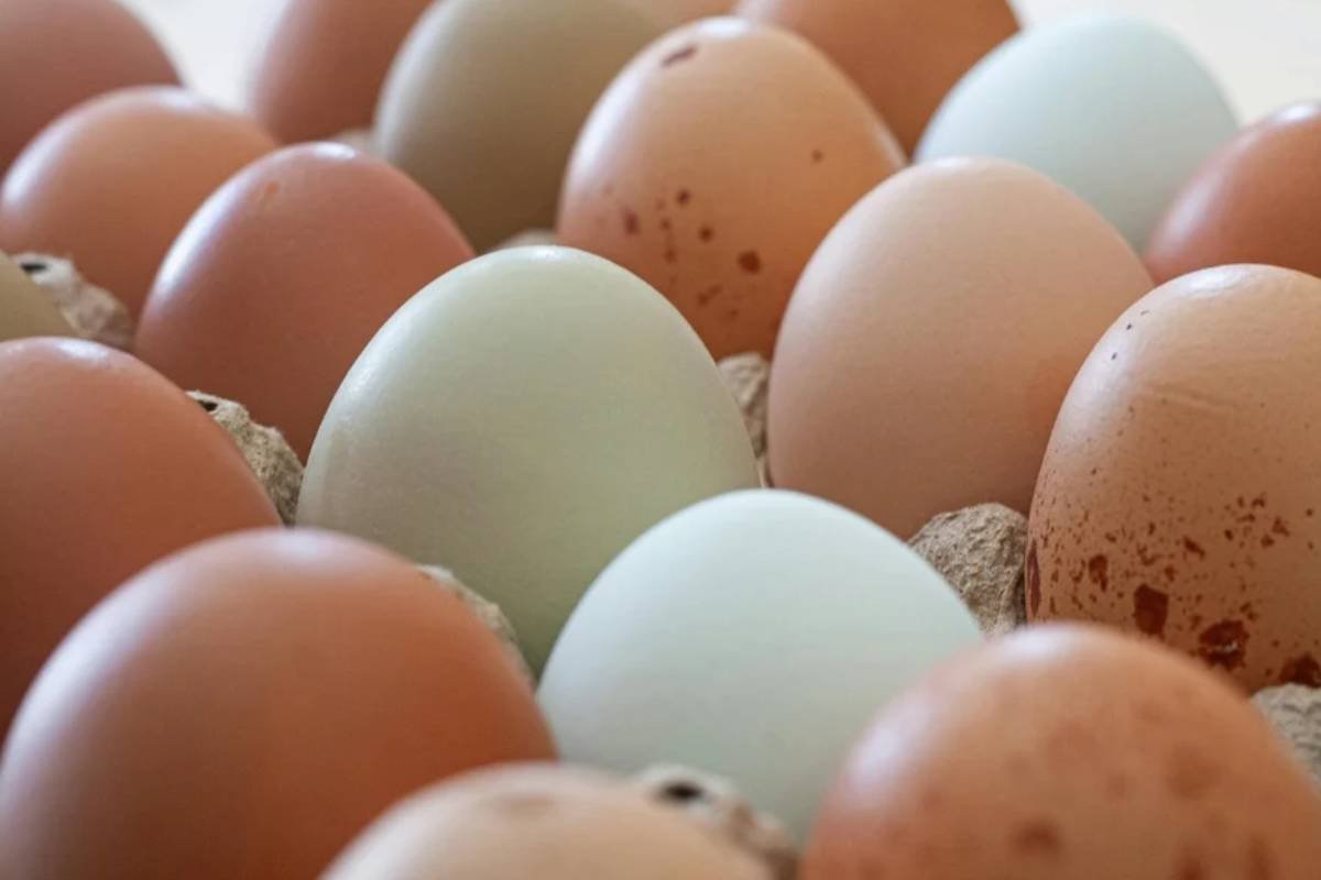 Guerra entre EUA e Irã pode elevar preços de ovos, frango e carne no Brasil, alerta ABPA