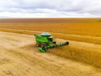 Plantação de grãos no Brasil durante safra agrícola com estimativa de produção divulgada pelo IBGE para 2026