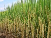 Governo federal destina R$ 70 milhões para subvenção do arroz e garantia de preços mínimos ao produtor