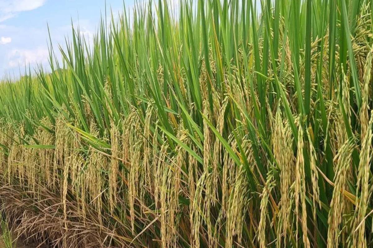 Governo destina R$ 70 milhões para subvenção do arroz e garantia de preços mínimos