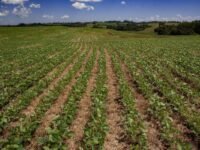 Lavoura de soja com foco em manejo durante vazio sanitário e calendário de semeadura 2026 2027