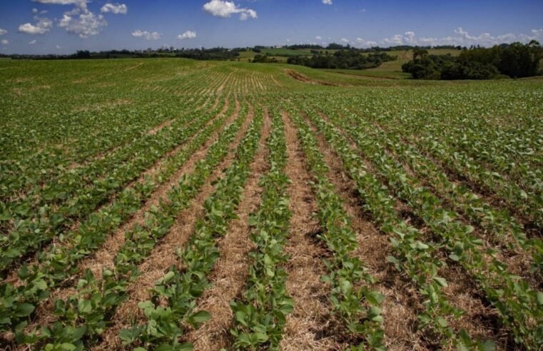 Lavoura de soja com foco em manejo durante vazio sanitário e calendário de semeadura 2026 2027
