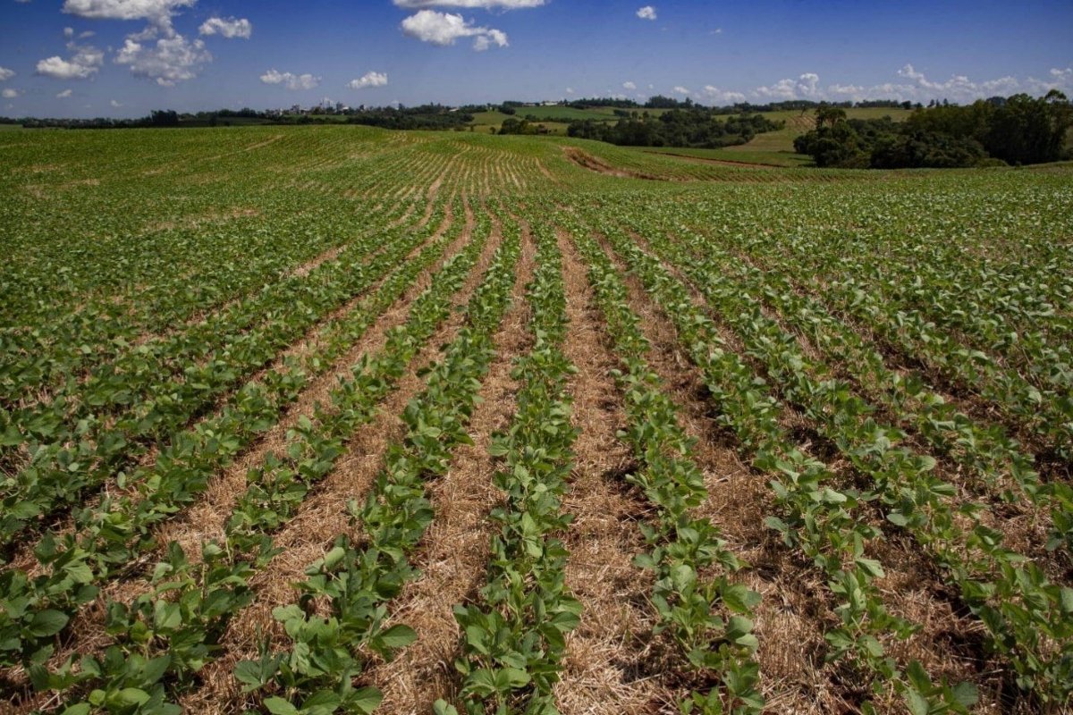 CNA alerta para calendário de semeadura 2026/27 e reforça importância do vazio sanitário da soja