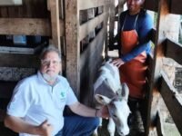 Bezerro da raça Purunã recém-nascido com 48 kg em propriedade rural no Paraná