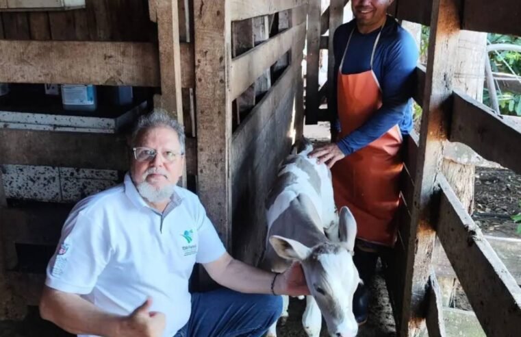 Bezerro da raça Purunã recém-nascido com 48 kg em propriedade rural no Paraná