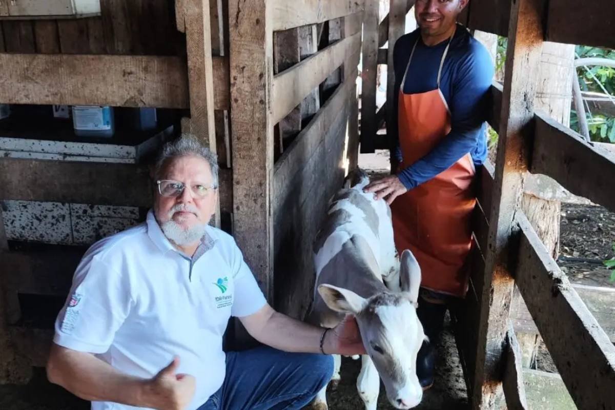 Nasce bezerro Purunã de 48 kg no Paraná e marca avanço da genética da pecuária brasileira