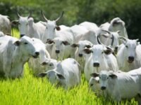 Declaração de Rebanho 2026 em Goiás começa em maio e segue até dia 31